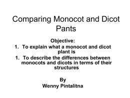 Comparing Monocot and Dicot Pants