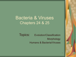 Bacteria & Viruses Chapters 24 & 25
