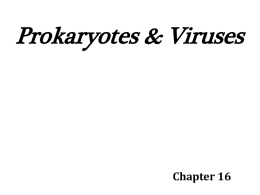 Prokaryotes & Viruses - Ramsey Public School District