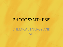 PHOTOSYNTHESIS - Hillsborough County Public Schools