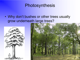 Chapter 8: Photosynthesis Section 8