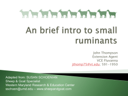 Intro Small Ruminants