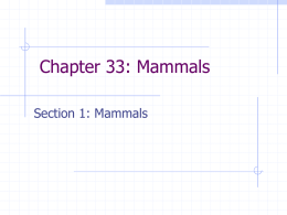 Chapter 33: Mammals - Elida Local Schools