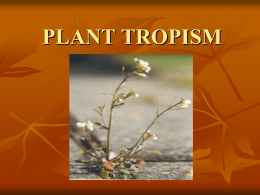 PLANT TROPISM