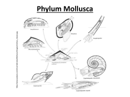 Phylum Mollusca