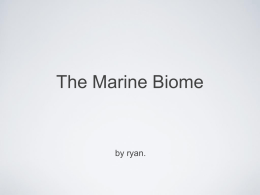 The Marine Biome - Regional School District 17
