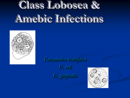 Human Amebic Infections