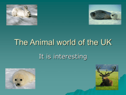 The Animal world of the UK