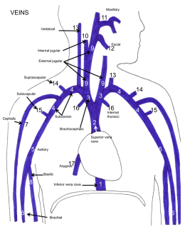 Cat Artery Drawings