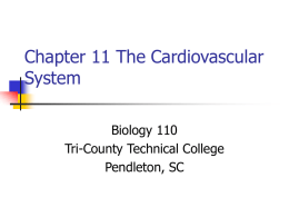 Chapter 11 The Cardiovascular System