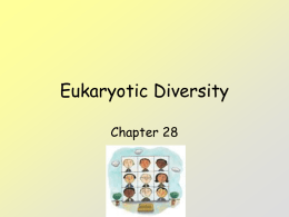 Eukaryotic Diversity Chapter 28 Protists