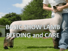 How to feed a show lamb - Faculty Website Listing