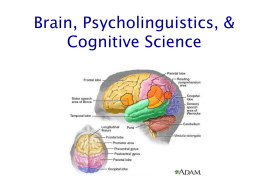 Psycholinguistics & Cognitive Science: