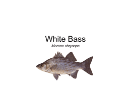 White Bass Morone chrysops