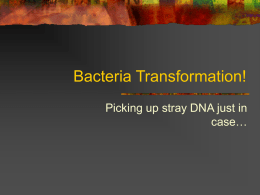 Bacteria Transformation! - Richmond School District