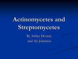 Actinomycetes and Streptomycetes