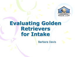 Evaluating Golden Retrievers for Intake