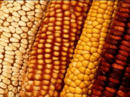 Impacts of Changes in US-Mexico Corn Trade Under NAFTA