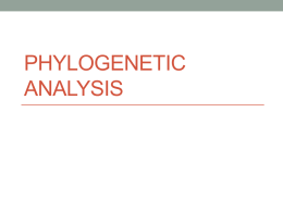 Phylogenetic analysis
