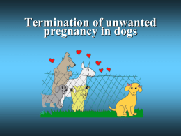 Termination of unwanted pregnancy in dogs