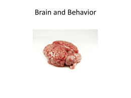 Brain and Behavior - University of Wisconsin