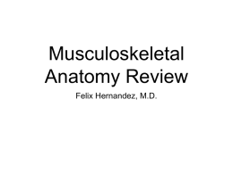 Musculoskeletal Anatomy Review