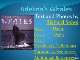 Adelina’s Whales - Sullivan County Department Of Education