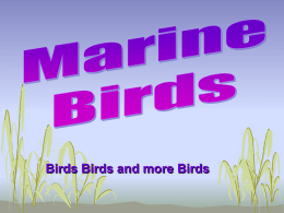 Marine Birds - Kellam High School Oceanography Main Menu