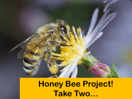 A Little Bit of Background on Honey Bees