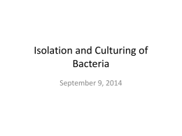 Isolation and Culturing of Bacteria - Lake