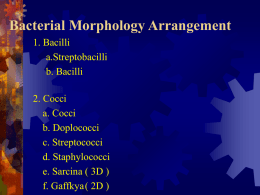 Bacterial Morphology Arrangement