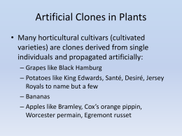 Artificial Clones in Plants