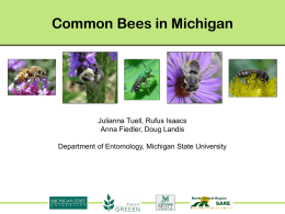 Bee Slide Set - Michigan State University