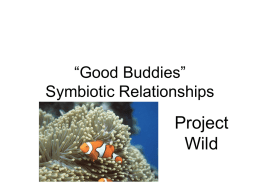 Good Buddies Symbiotic Relationships