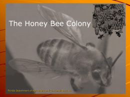 The Honey Bee Colony Presentation
