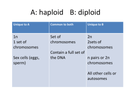 A: haploid B: diploid