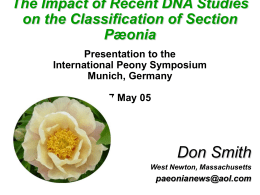 Phylogeny of Section Paeonia