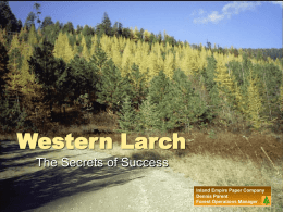 Western Larch: Secrets of Success