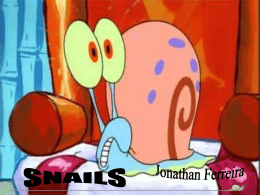 Snails- Powerpoint