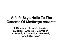 Alfalfa Says Hello To The Genome Of Medicago arborea