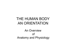 An Overview of Anatomy and Physiology