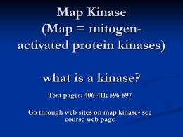 Map Kinase (also called ERK) - University of Colorado Denver
