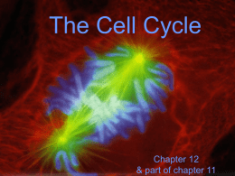 The Cell Cycle - Bio-Guru