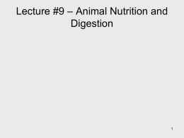 Lecture #10 &ndash; Animal Nutrition and Digestion