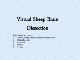 Virtual Sheep Brain Dissection - Cypress College A&P