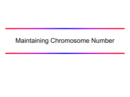 Maintaining Chromosome Number