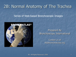 Part 2B - Normal Anatomy of the Trachea