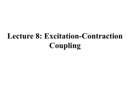 Lecture 8: Excitation-Contraction Coupling