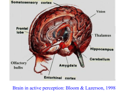 Brain in active perception: Bloom & Lazerson, 1998