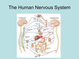 The Human Nervous System - ISD 2135 Maple River Schools